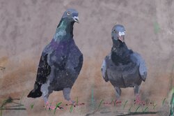 Feral pigeon